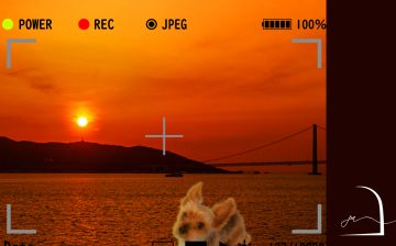 愛犬と過ごすとっておきの休日　×「コットンムースパジャマ」